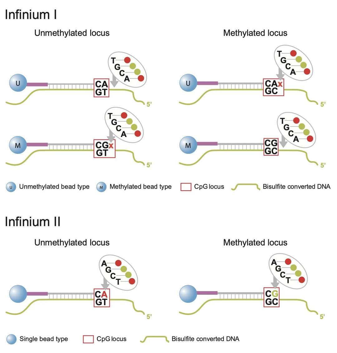 Infinium I/II probe architectures for methylation-specific hybridization (Illumina)