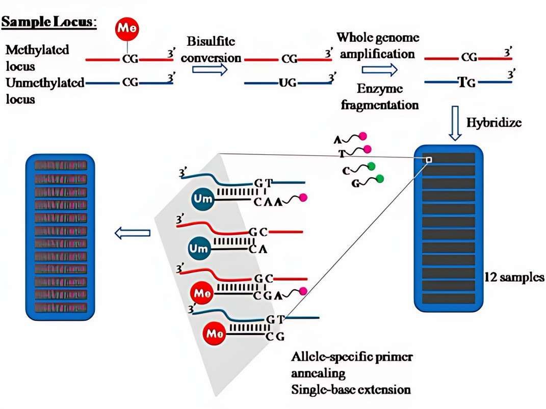 High-density DNA methylation microarray platform for genome-wide epigenetic profiling (Illumina MethylationEPIC)