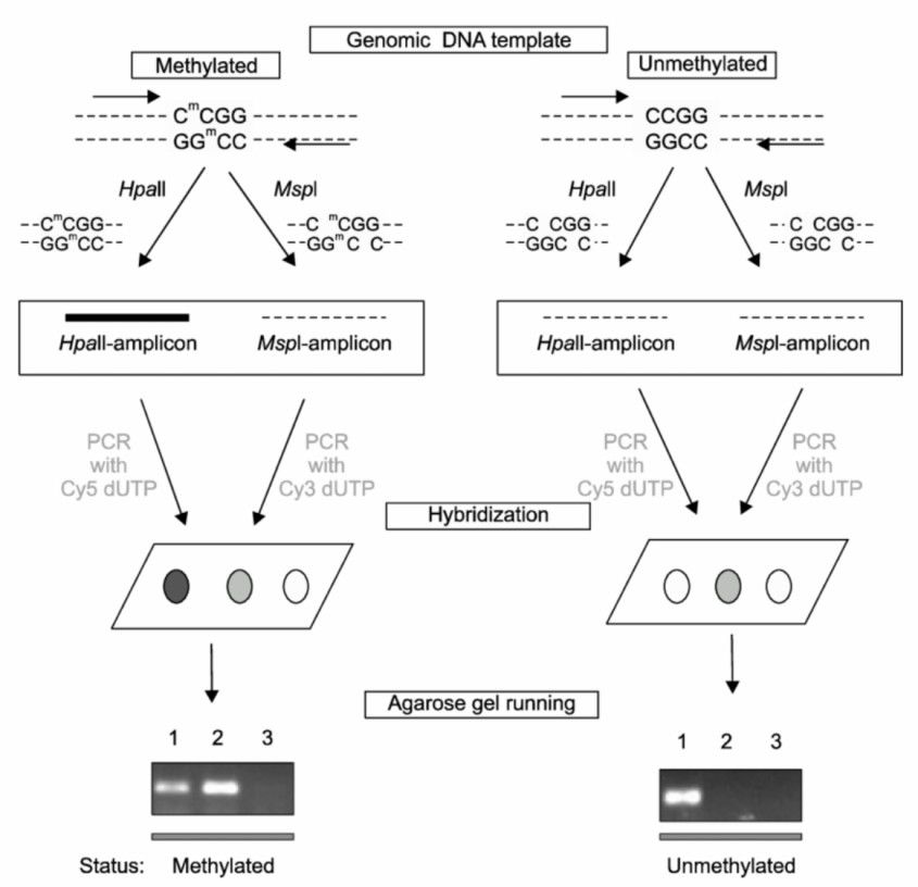 Operational workflow of a DNA methylation microarray system (Kwon et al., 2008)