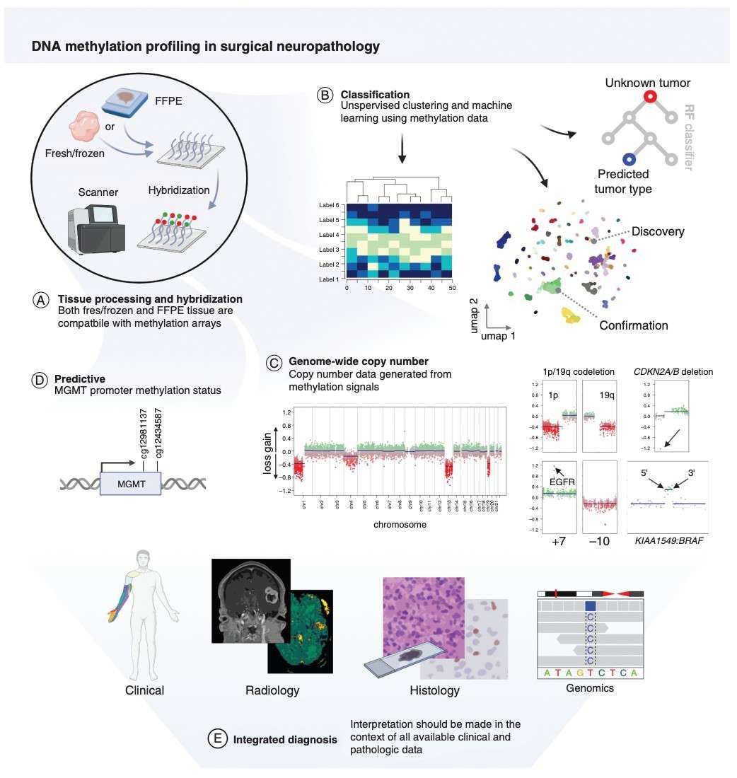 DNA Methylation Array Workflow and Analysis: Process Optimization and Data Insights