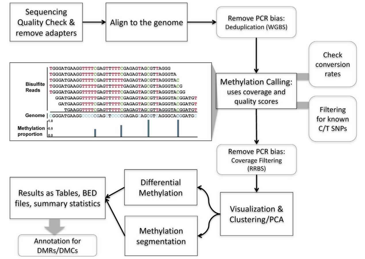 Analytical workflow for DNA methylation assessment with bisulfite-converted genomic data (Wreczycka et al., 2017)