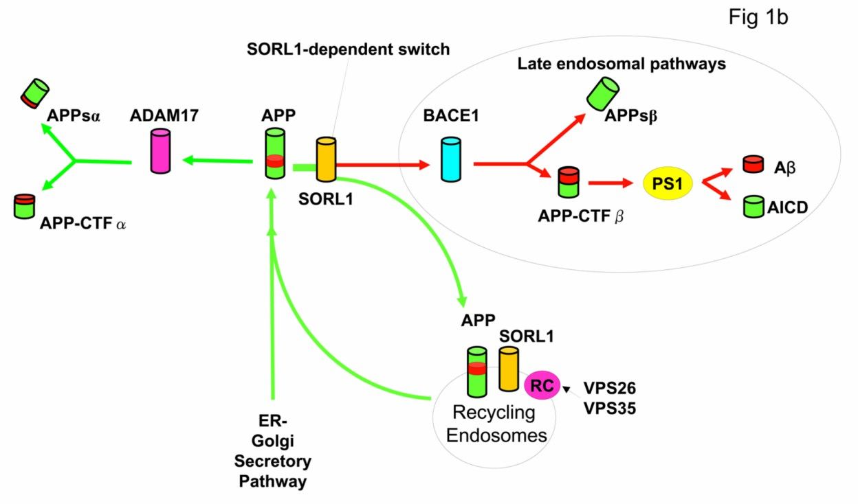 Schematic representation of amyloid precursor protein metabolic pathways (Rogaeva et al., 2007)