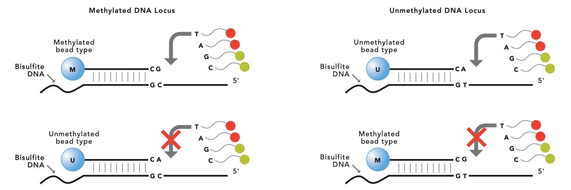 Operational framework of Infinium methylation array technology