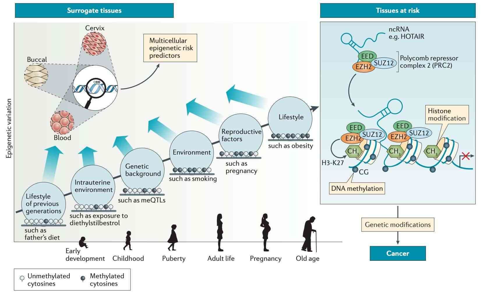 Multivariate predictors of epigenetic disease risk (Widschwendter et al., 2018)