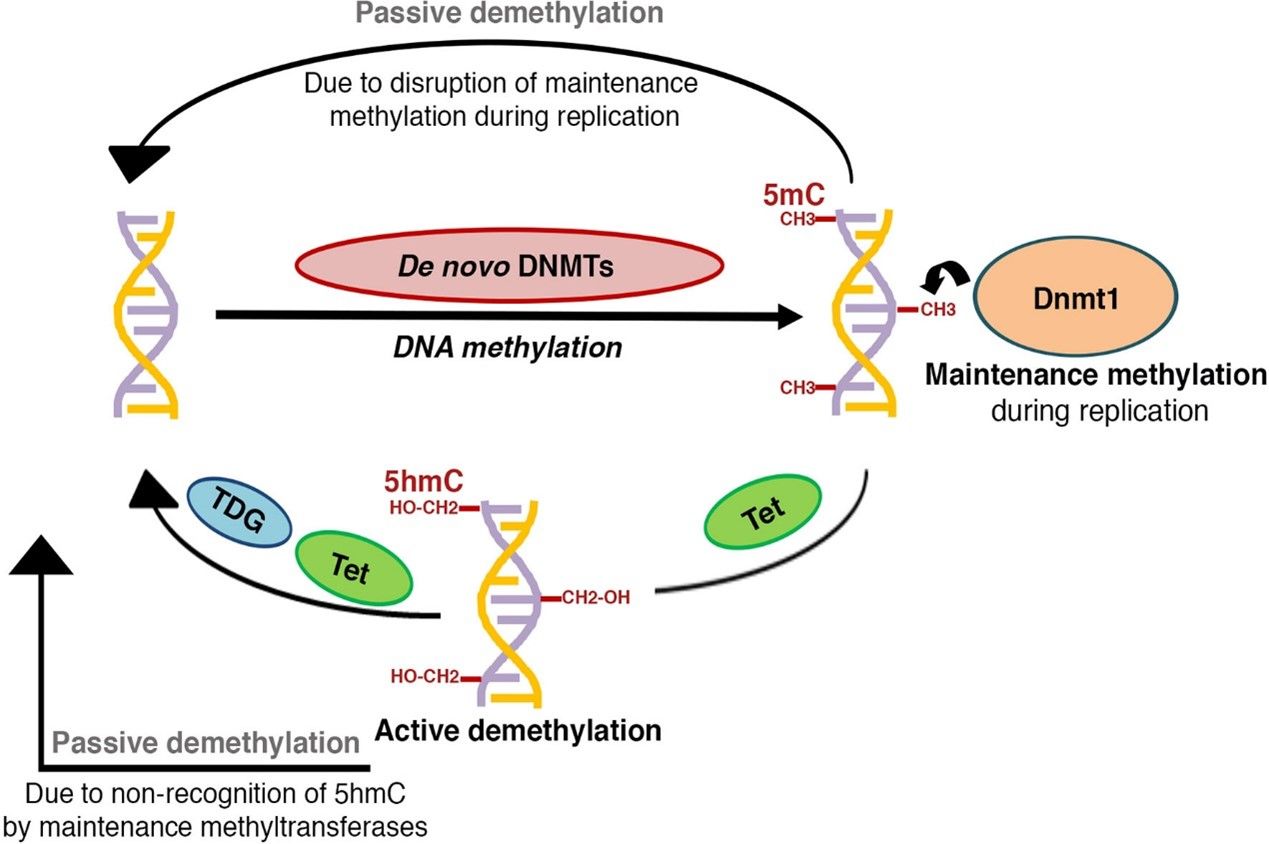 Applications of ATAC-seq