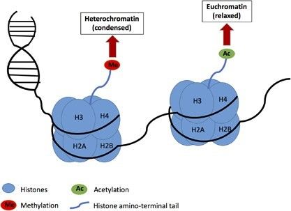 Diagram showing histone methylation and acetylation in the context of chromatin remodeling. (Kim, S., et al., Exp Mol Med, 2017)
