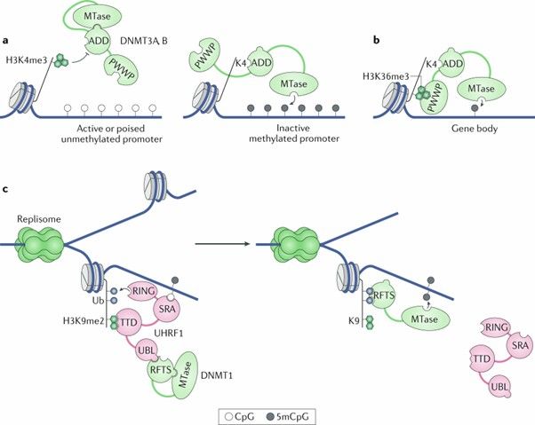 The multifaceted roles of DNA methylation in mammalian development and disease. (Greenberg, M.V.C., et al., 2019)