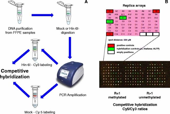 Microarray-based DNA methylation assay. (Li, Y., Melnikov, A.A., et al., 2015)