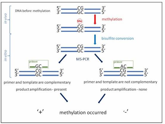 Reaction mechanism of MS-PCR (indicating DNA methylation occurrence). (Gryzinska, Magdalena, et al., 2019)