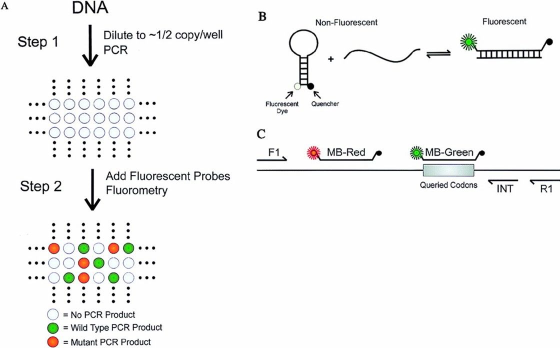 Diagram of Dig-PCR methodology. (Vogelstein, Bert, and Kenneth W. Kinzler, 1999)