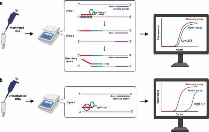 The methyl-specific assay (methyl assay) employing an EpiPrimer™, composed of an anchor sequence (red), a loop sequence (blue), and a starter sequence (green). (Bendixen, K.K., et al., 2023)