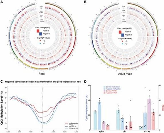 Correlation analysis of DMRs and DEGs. (Huang, Lei, et al., 2019)