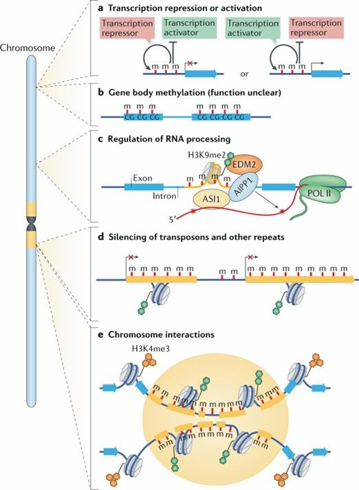 The dynamics and functions of DNA methylation in plants. (Zhang, H., et al., 2018)