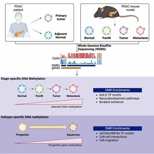 Whole-genome bisulfite sequencing reveals stage- and subtype-specific DNA methylation patterns in pancreatic cancer. (Wang, Sarah S., et al., 2024)