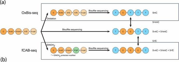 Overview of oxBS-seq and fCAB-seq methodologies. (Becker, Daniel, et al., 2014)