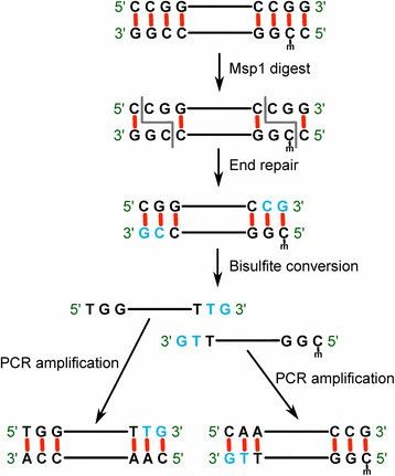 Concept and workflow of RRBS. (Baheti, Saurabh, et al., 2016)