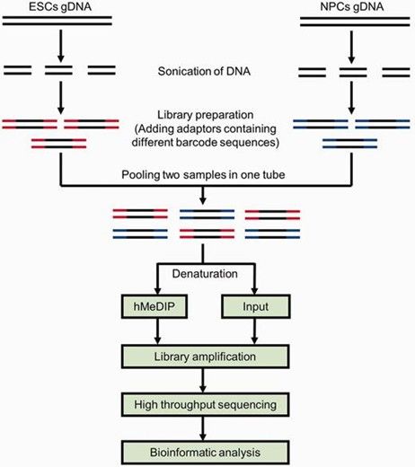 Schematic representation of the comparative hMeDIP-seq approach. (Tan, Li, et al., 2013)