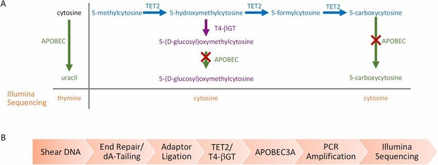 Mechanism and workflow of Enzymatic Methyl-seq. (Vaisvila, Romualdas, et al., 2021)