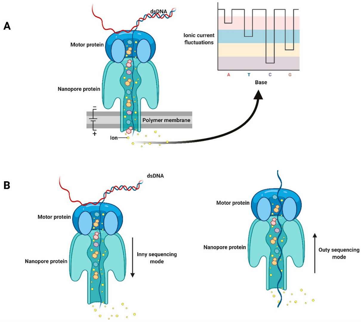 Diagram illustrating nanopore sequencing technology. (Javaran, Vahid Jalali, et al., 2021)