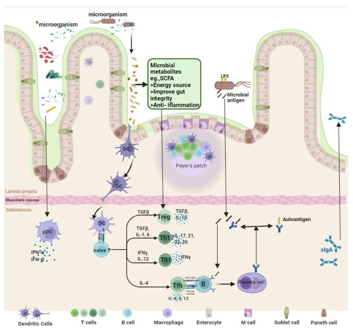 Mechanism of fecal microbiota transplantation (Zeng et al., 2022)