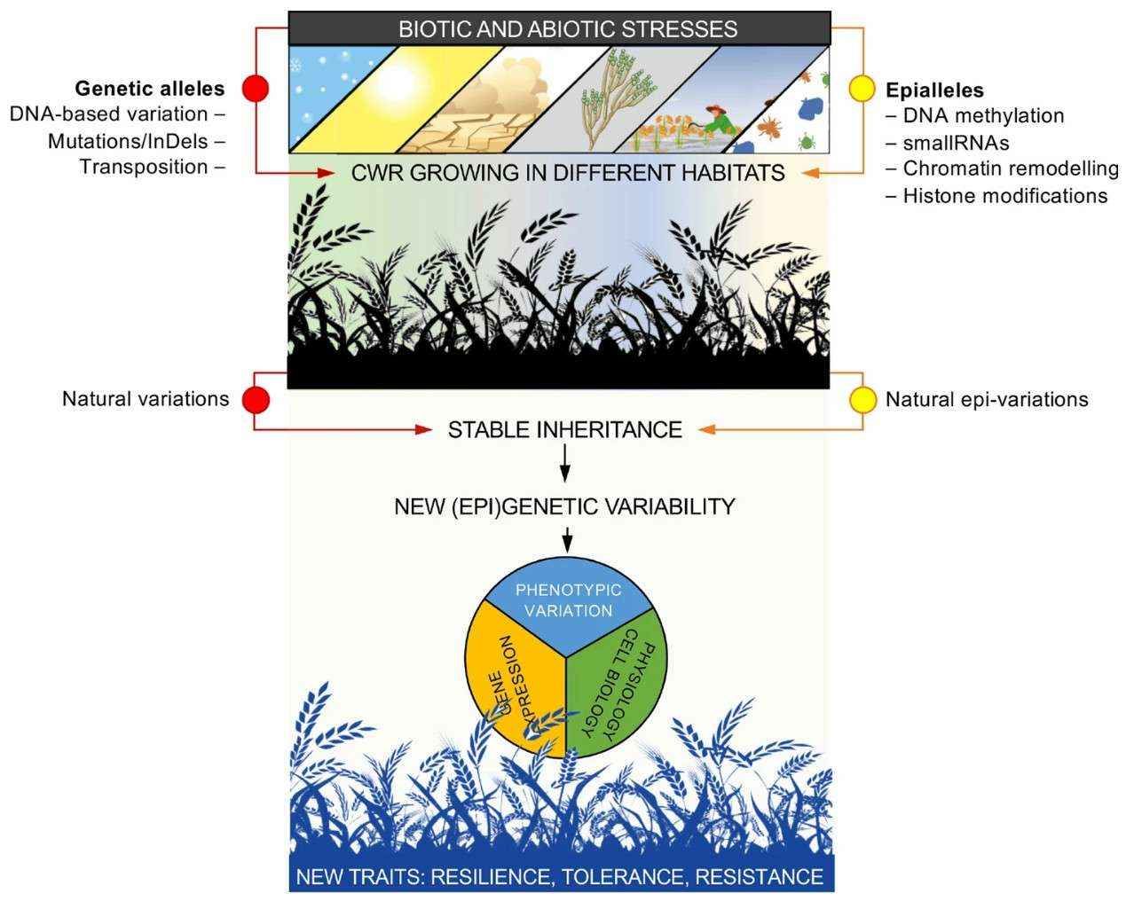 Epigenetics and crop resistance (Varotto et al, 2022)