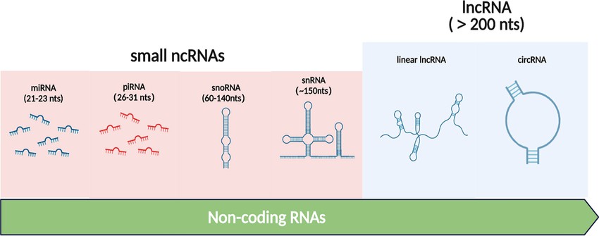 Epigenetics of Non-coding RNA (ncRNA): An Overview of Bioinformatics