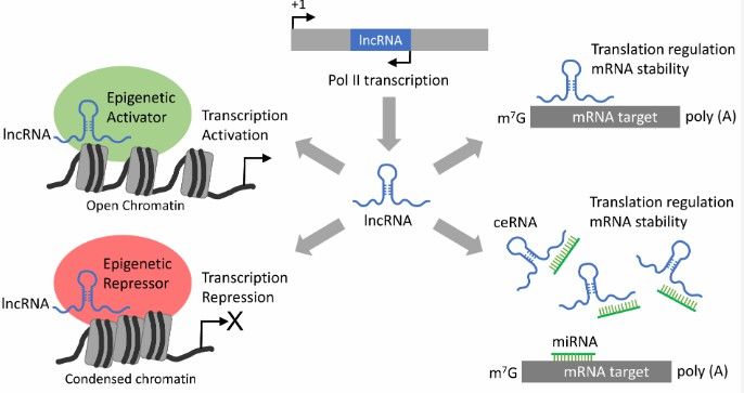 LncRNA gene regulation mechanisms.