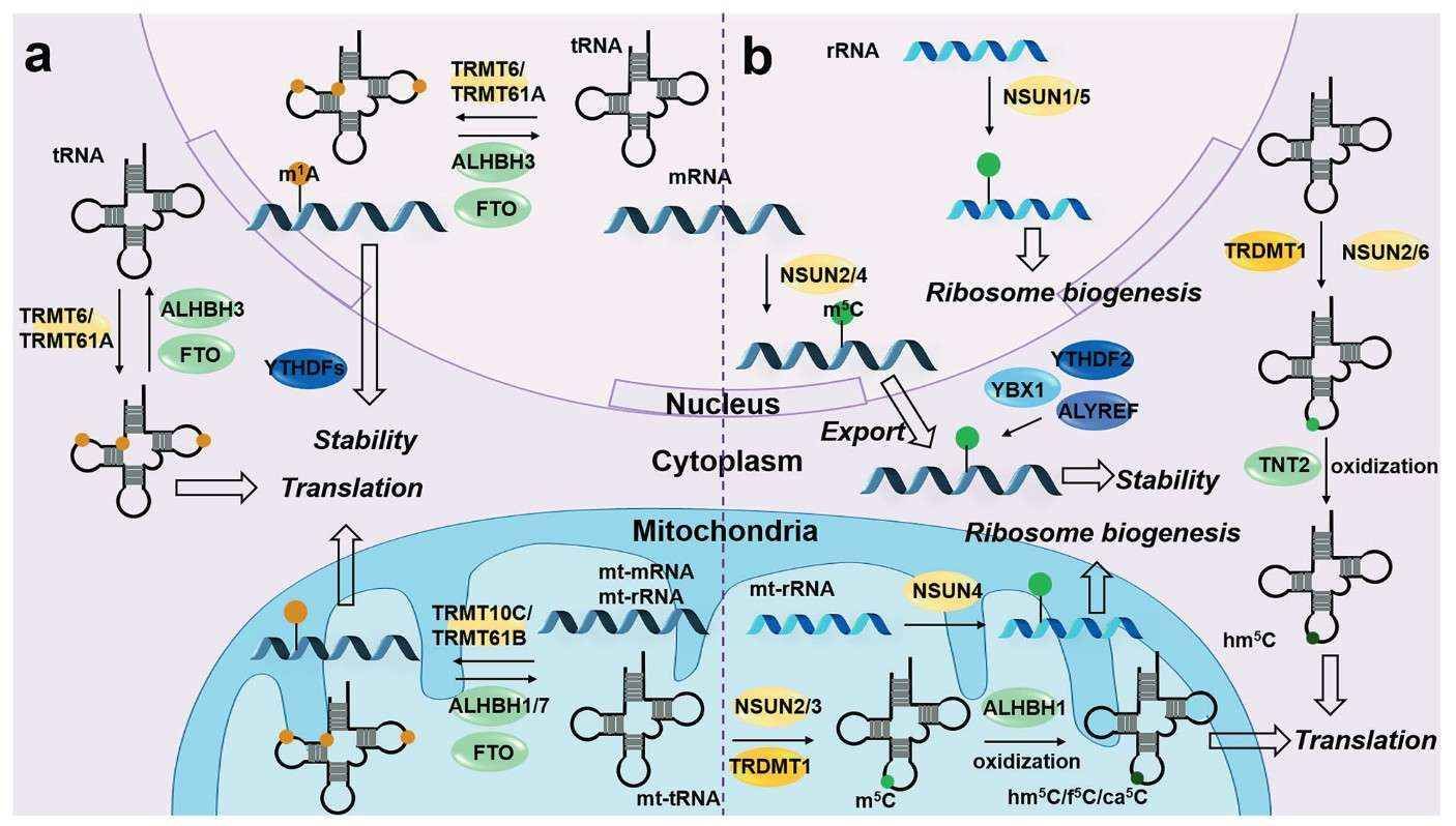 RNA modifications m1A and m5C dynamics (Wang et al., 2023)