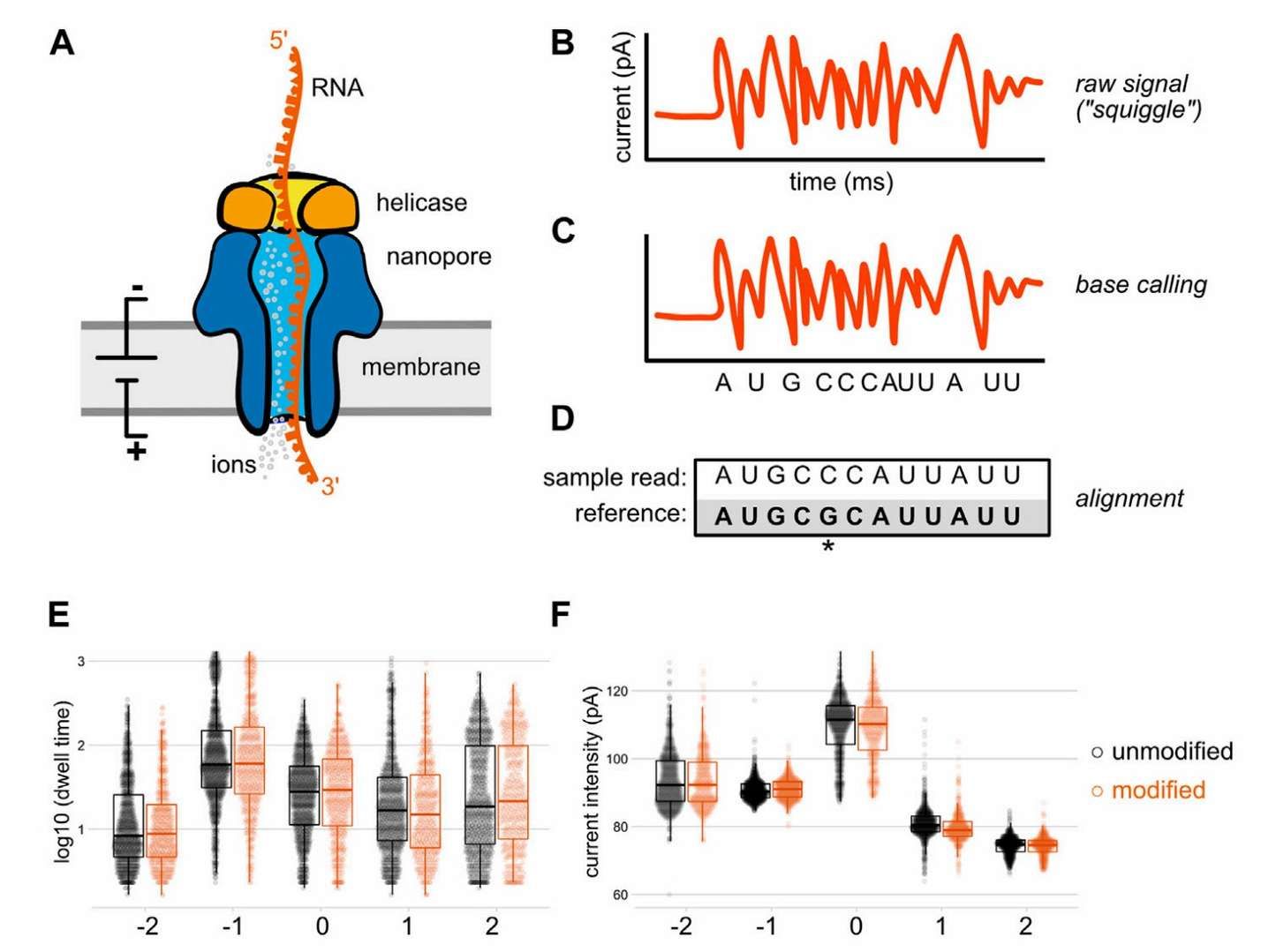Nanopore-based RNA sequencing (White et al., 2022)
