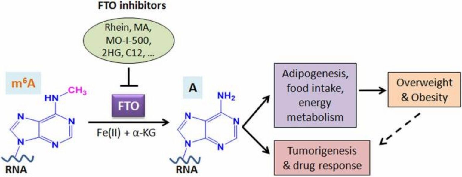 FTO's role in RNA modification and disease (Deng et al., 2018)