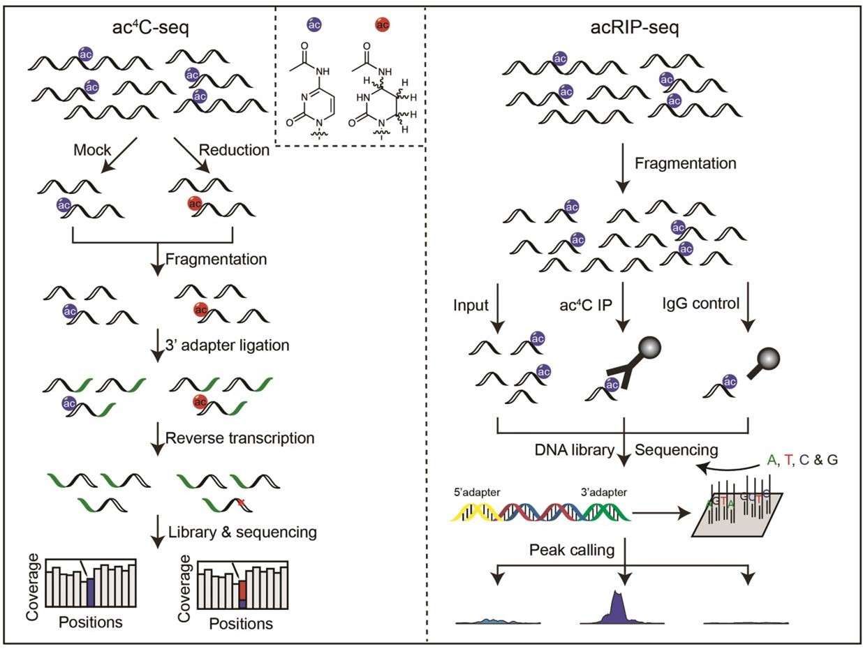 Exploring acRIP-seq: Decoding RNA Acetylation through Workflow, Analysis, and Future Perspectives