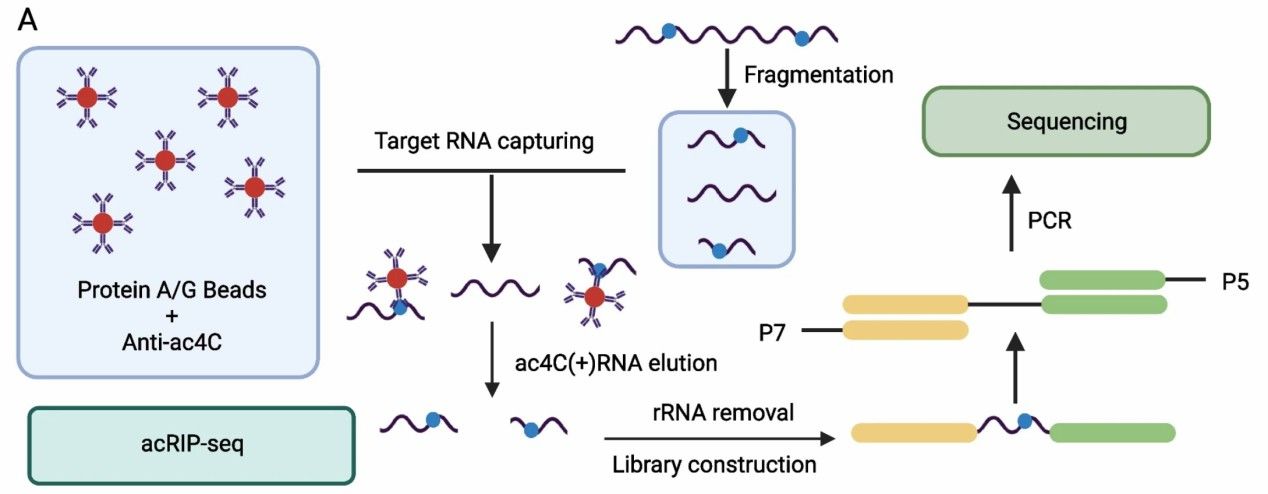 Experimental design for acRIP-seq (Zhang et al., 2024)