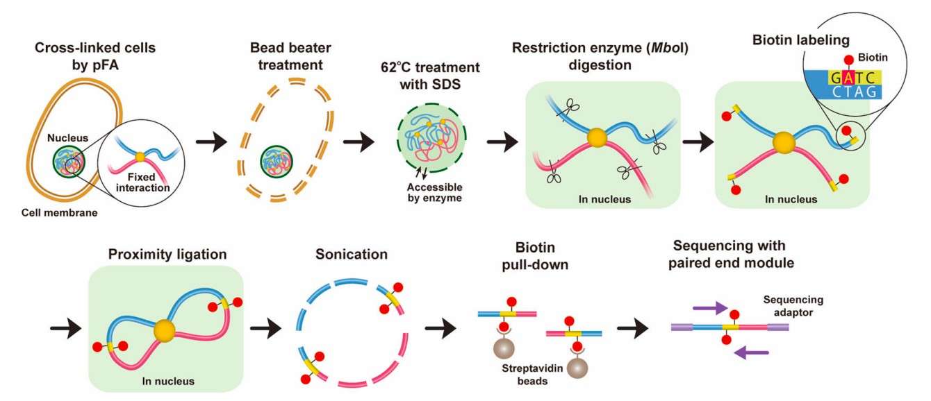 Hi-C Protocols: Step-by-Step Guide from Sample Preparation to Sequencing Process