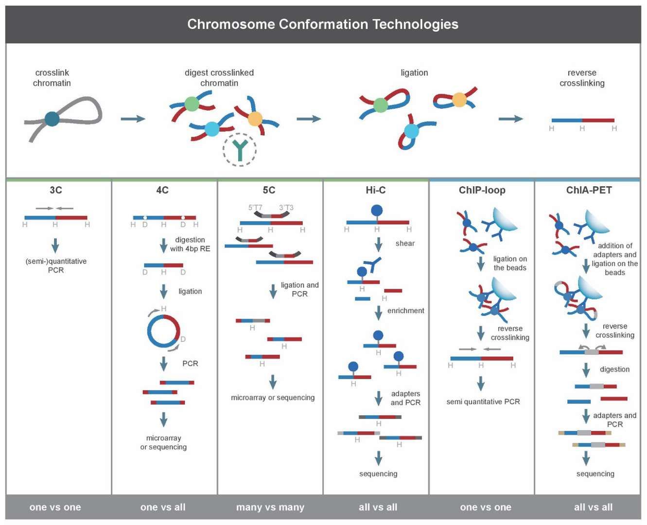 Evolution of Hi-C technology from genome-wide to single-cell resolution (Li et al., 2014)