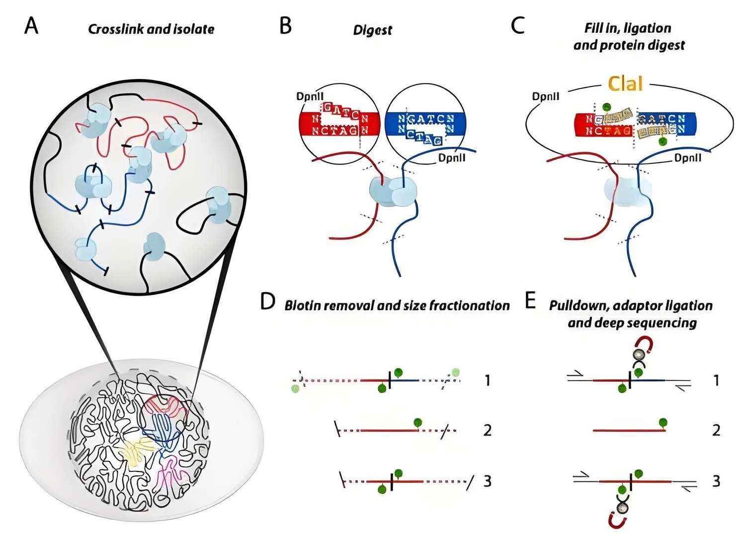 Chromatin interaction capture mechanism using proximity ligation (Hi-C schematic)