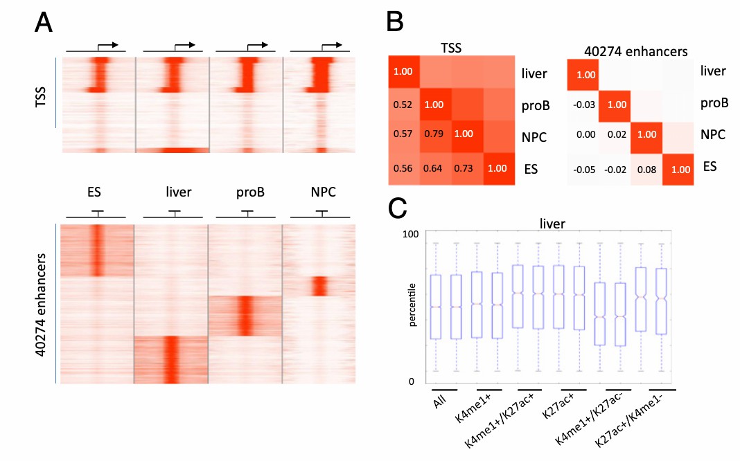 Histone Modification Dynamics: Advanced Detection Technologies and Clinical Translation