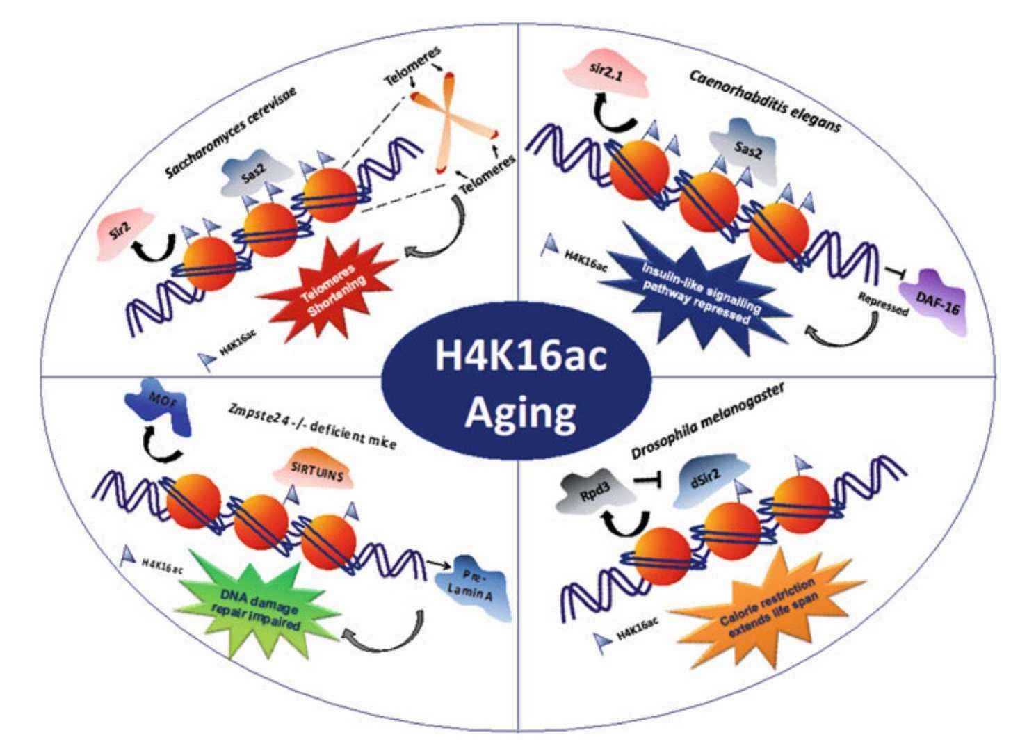 Age-related H4K16 acetylation patterns (Pandita et al., 2022)