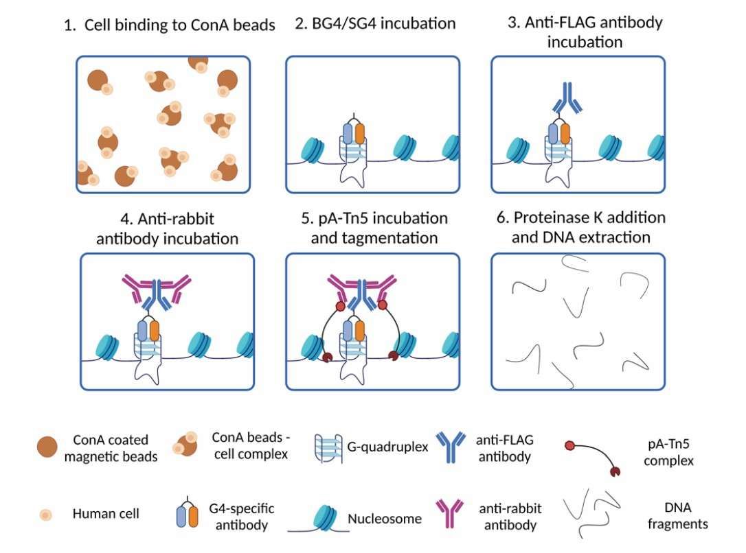 G4 CUT and Tag workflow diagram (Galli et al., 2024)
