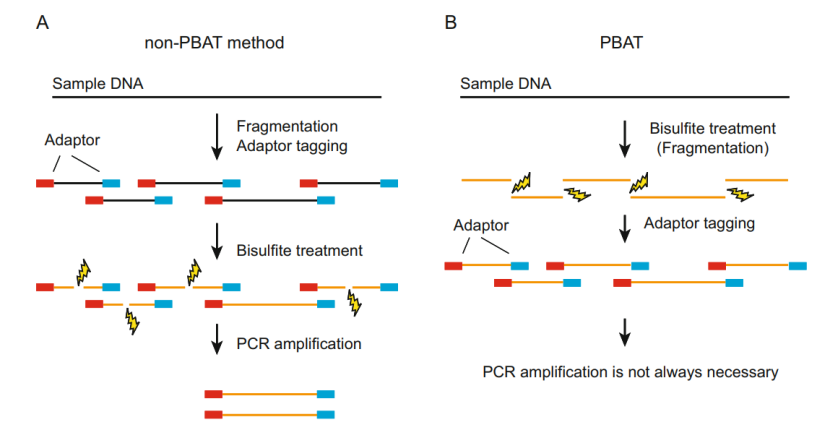 PBAT-WGBS principle based on bisulfite treatment (Fumihito et al., 2023)