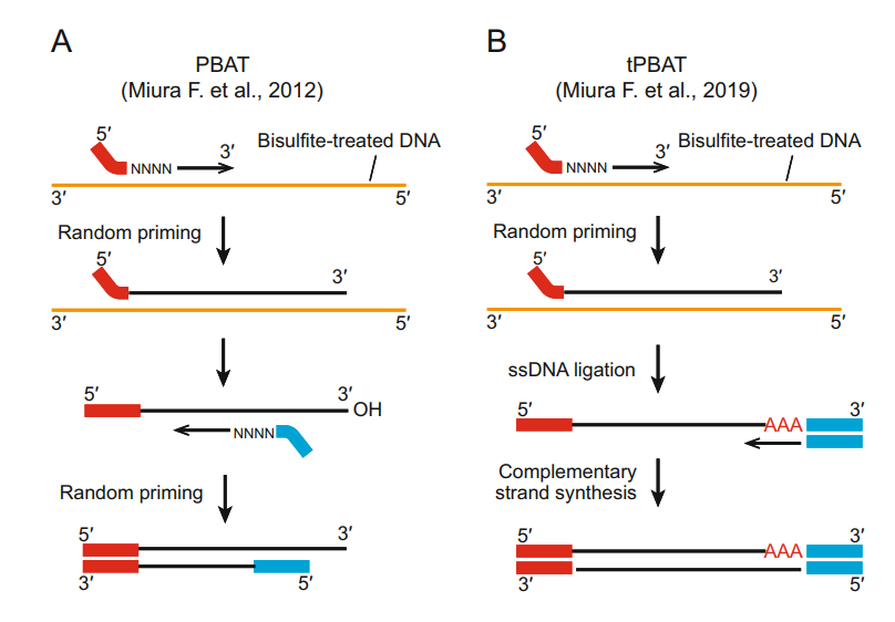 Different PBAT protocols for WGBS (Fumihito et al., 2023)