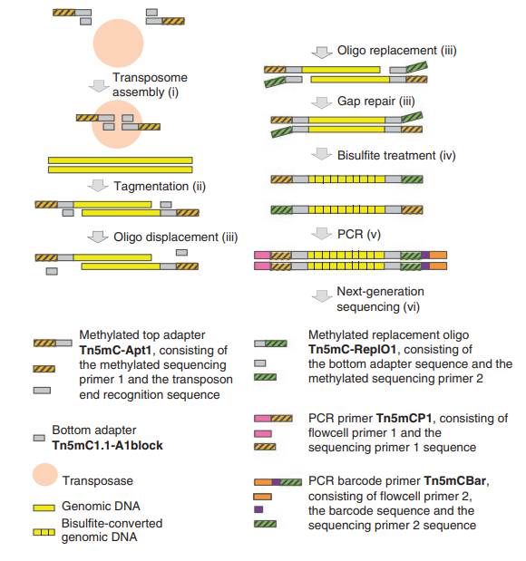 Principle of T-WGBS library preparation (Wang et al., 2022)