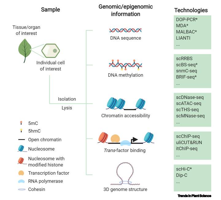 Principle of single-cell WGBS technologies (Luo et al., 2020)