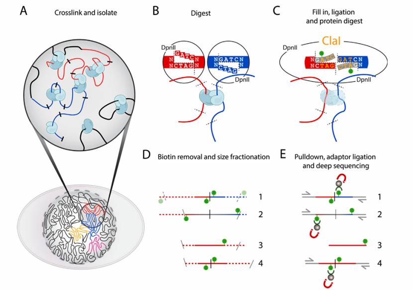 Interpreting Hi-C Heatmaps: A Guide to Genomic Interactions