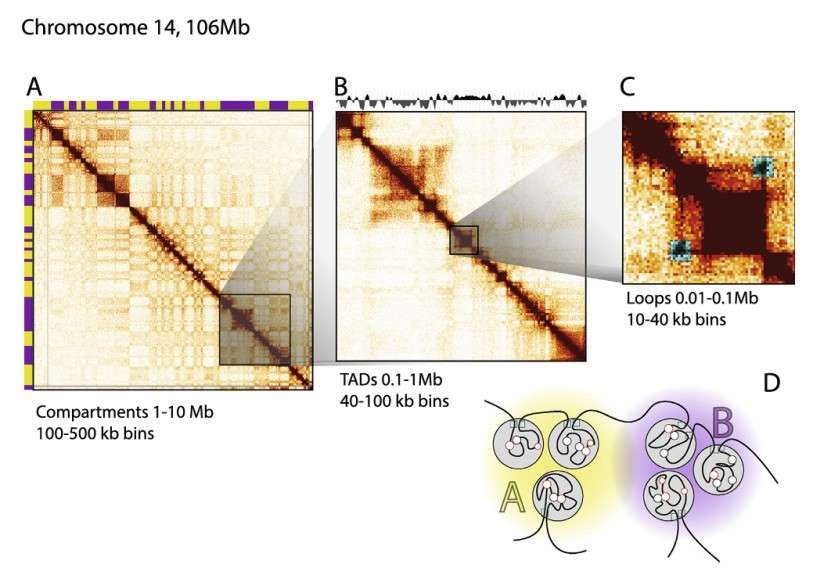 Example of Hi-C heatmap data results (Houda et al., 2017)