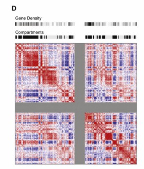 Different colors show the compartmentalization of chr1 in two types of chromosomal domains (Belton et al., 2012)