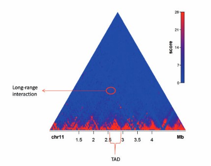 An example of a TADs (Mora et al., 2016)