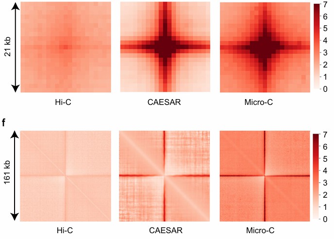 Heatmaps results of the stripes (Feng et al., 2022)