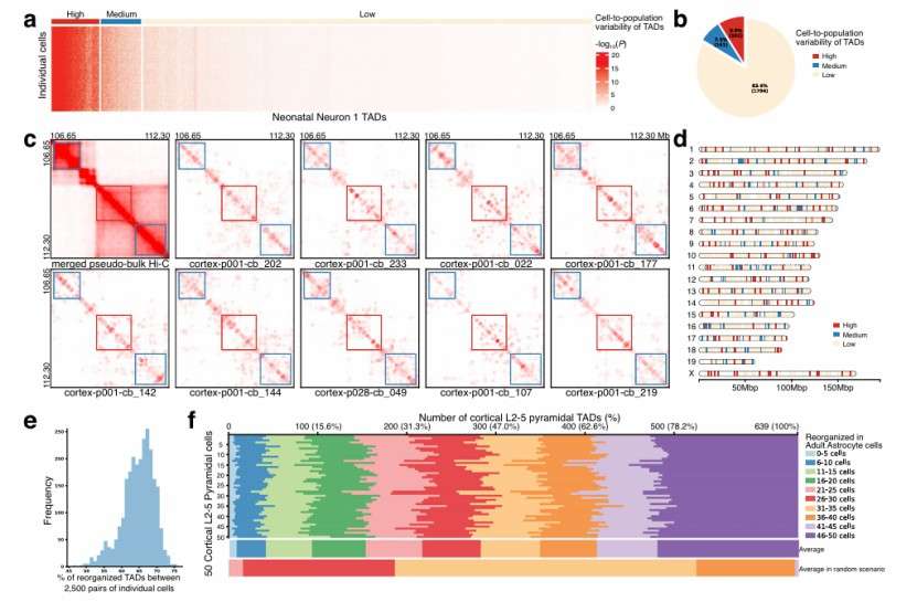 Application of scHi-C data in cancer (Hua et al., 2024)