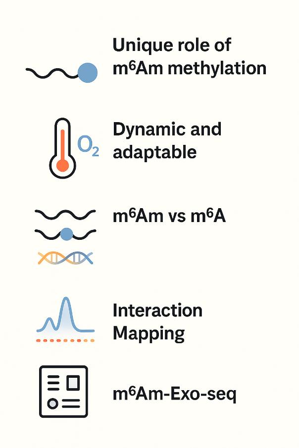Infographic illustrating m6Am methylation, showing its unique role in gene regulation, dynamic adaptability, comparison with m6A, and the advantages of using m6Am-Exo-seq technology for precise analysis.