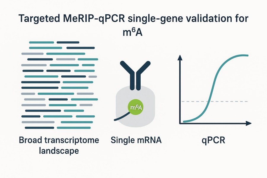 MeRIP-qPCR for Single-Gene Validation: How to Test Whether a Compound Reduces m6A Enrichment